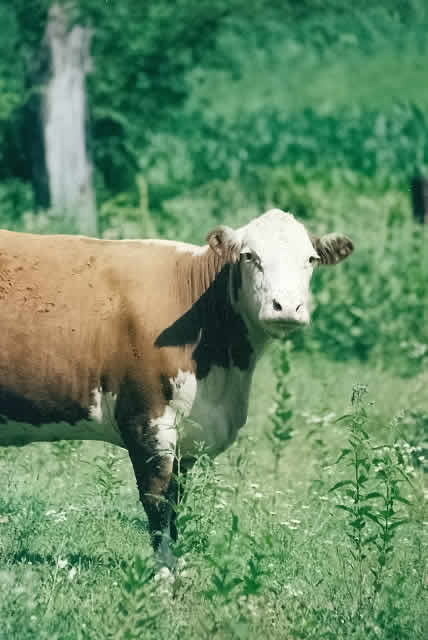 Cow